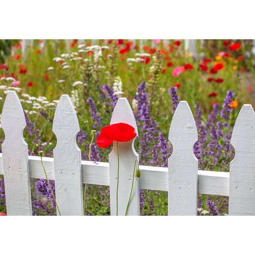 Washington State-Sequim-early summer blooming red poppies with white picket fence